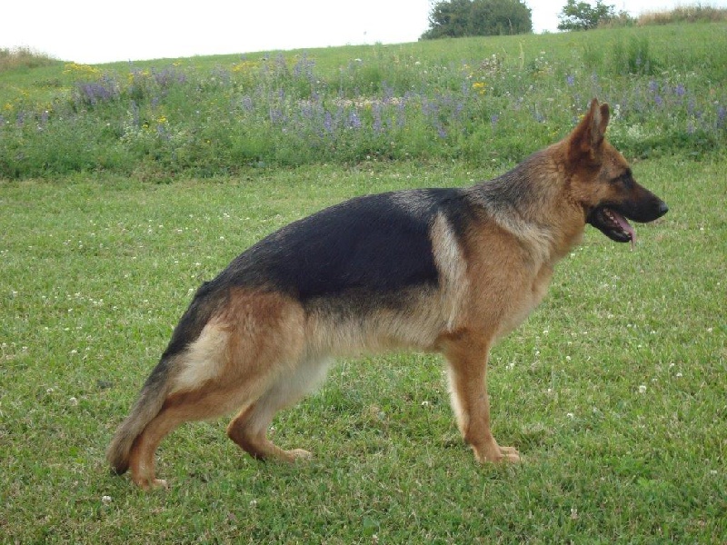 Galinka Des Crets De Charmont