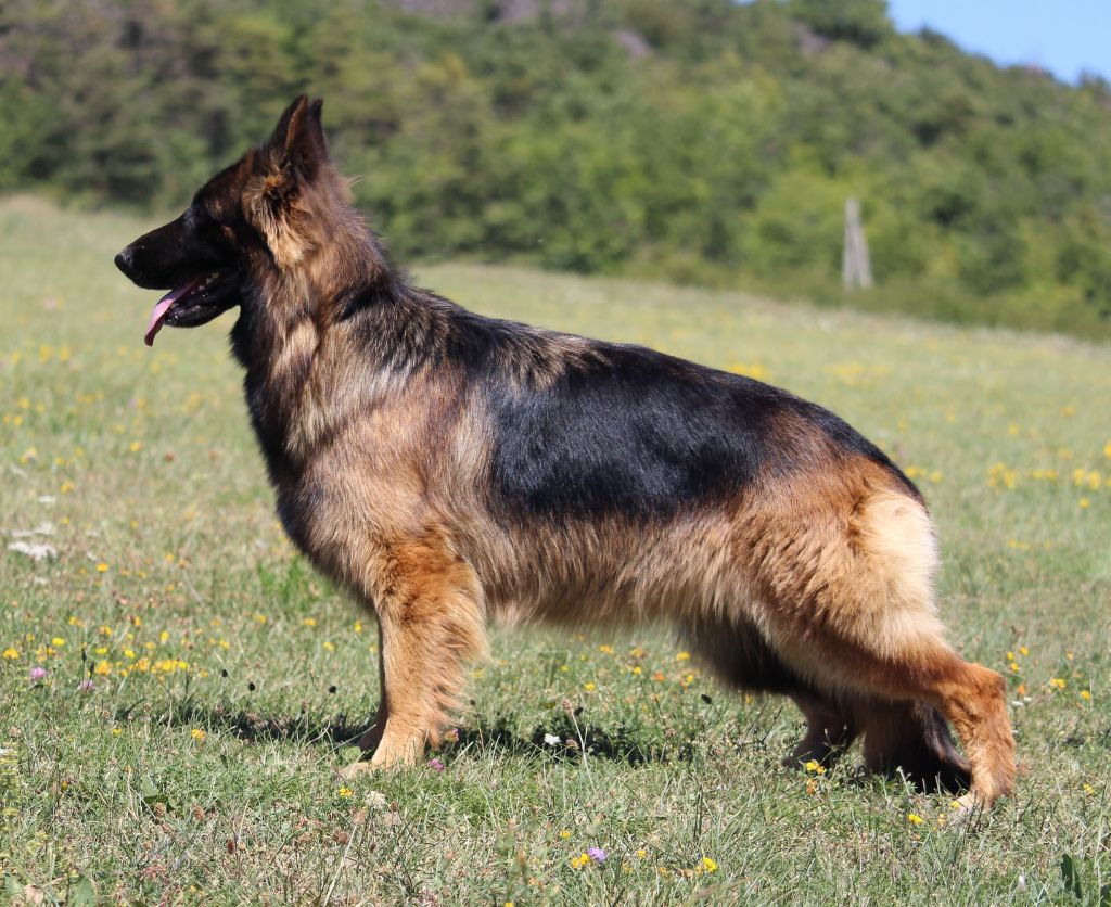Shanel Des Crets De Charmont