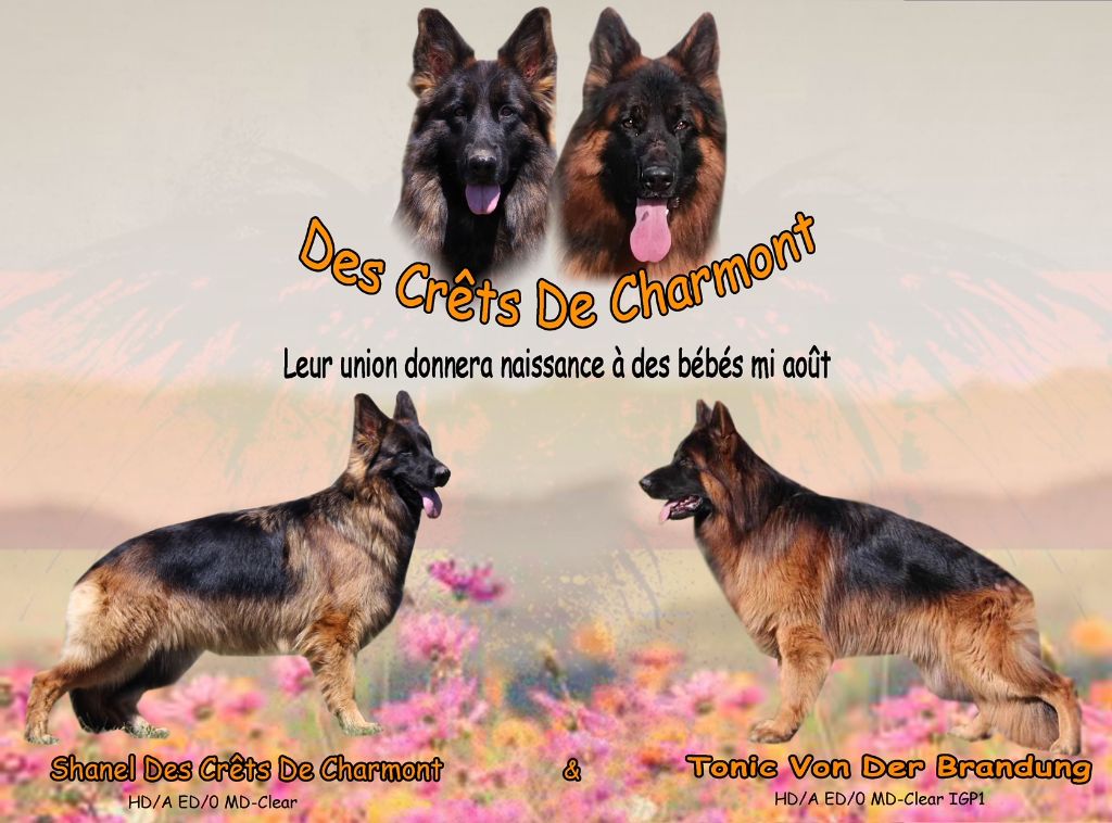 Shanel saillie par Tonic von der brandung