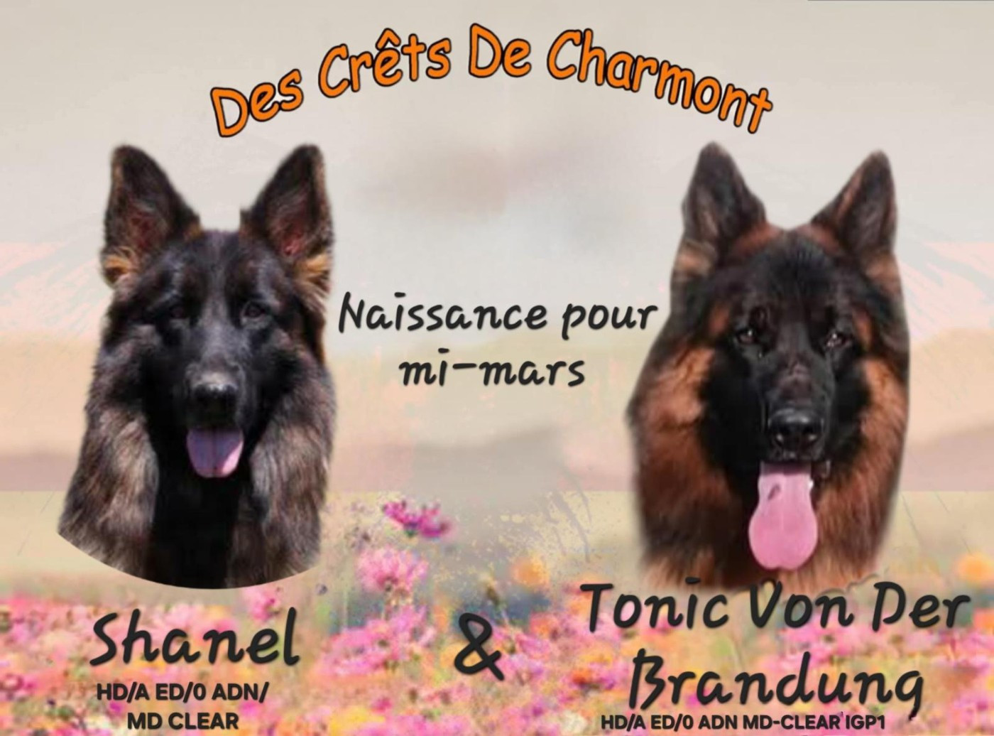 gestation confirmée pour Shanel