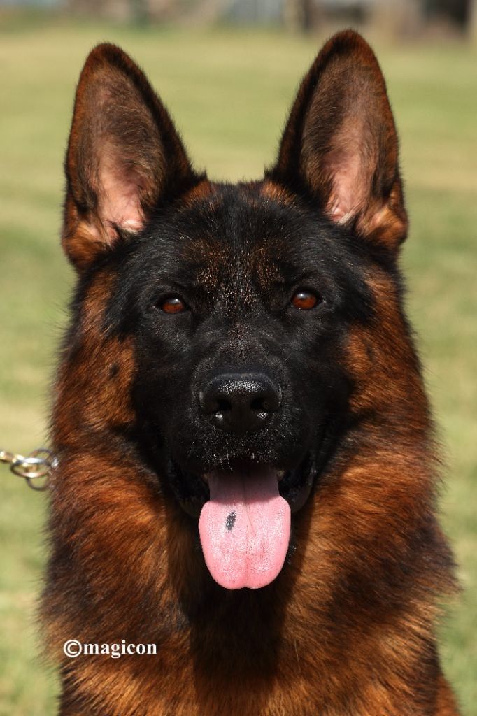 Nouvel étalon à l'élevage