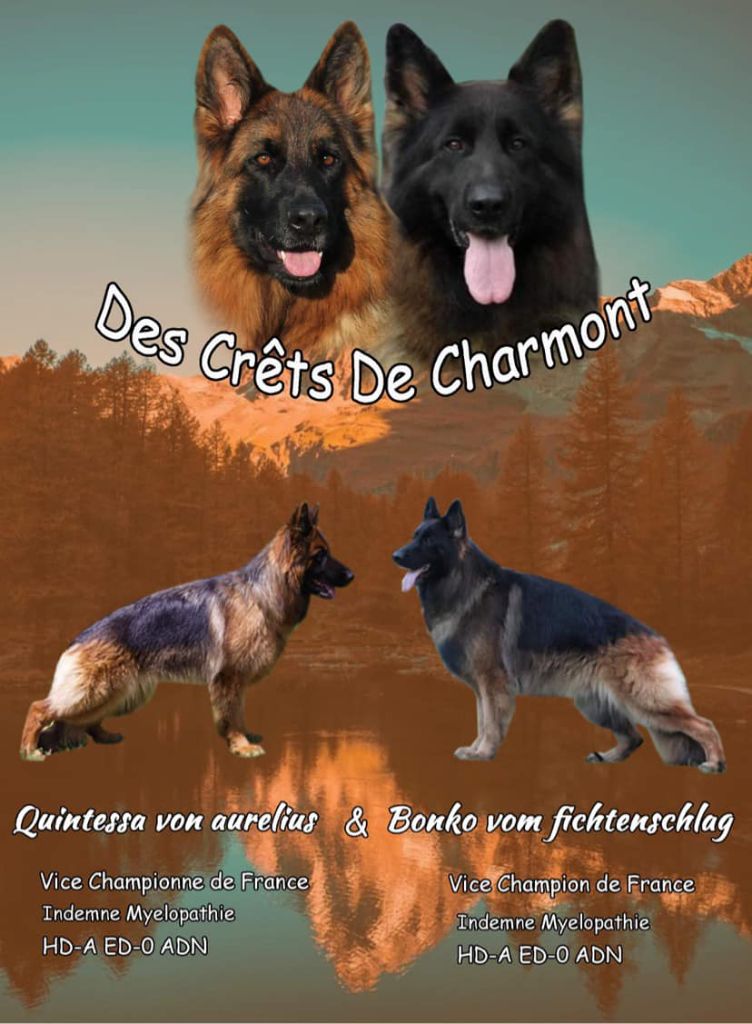 Naissance chiots Queen