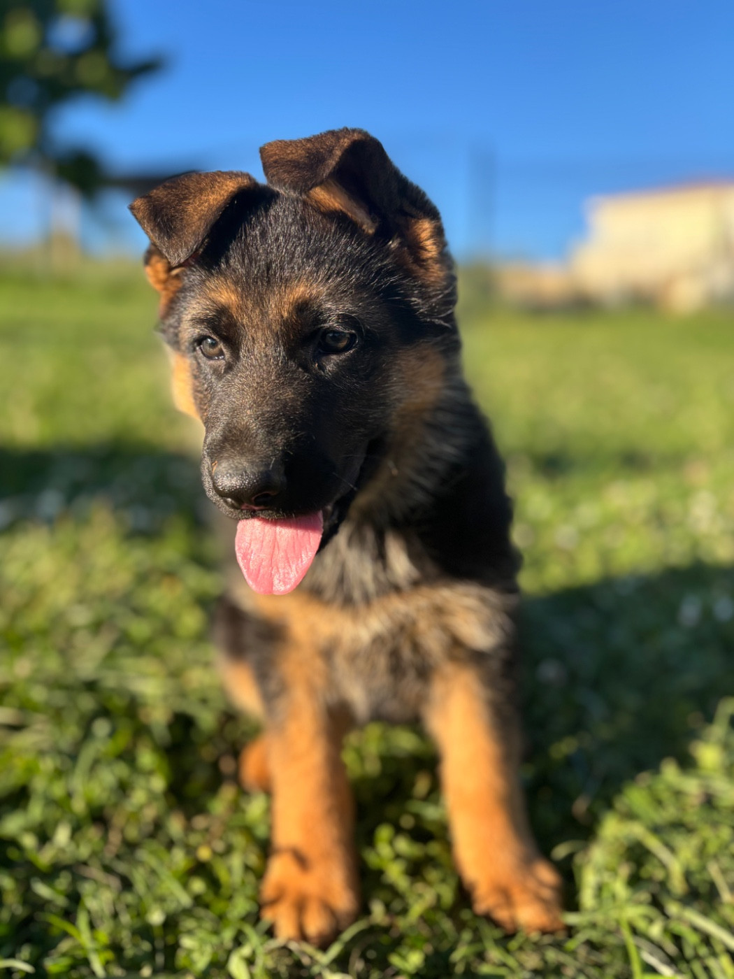 Des Crets De Charmont - Chiots disponibles - Berger Allemand