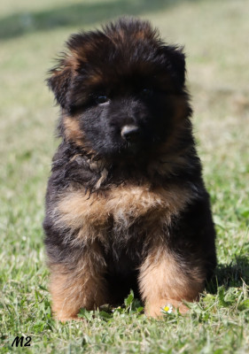Basko