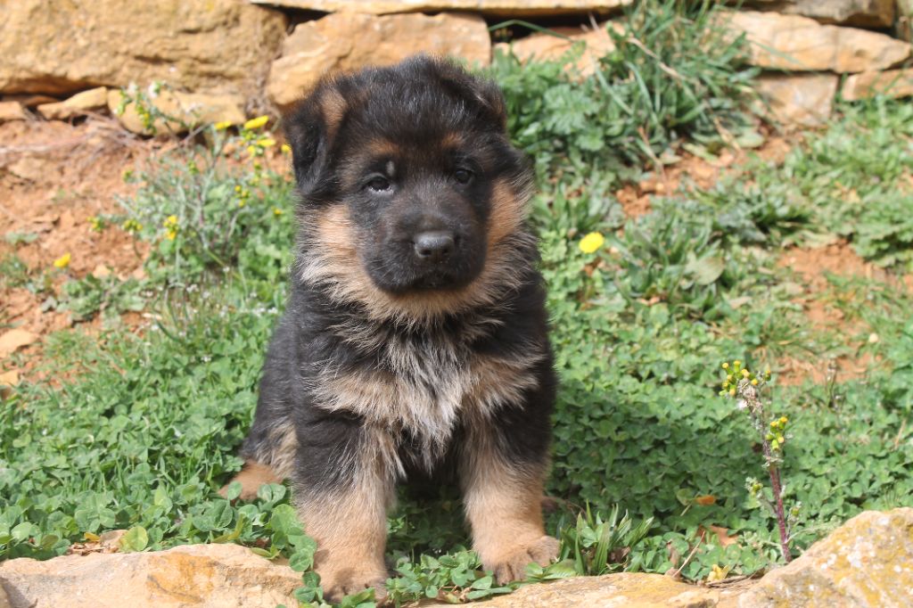 Des Crets De Charmont - Chiots disponibles - Berger Allemand